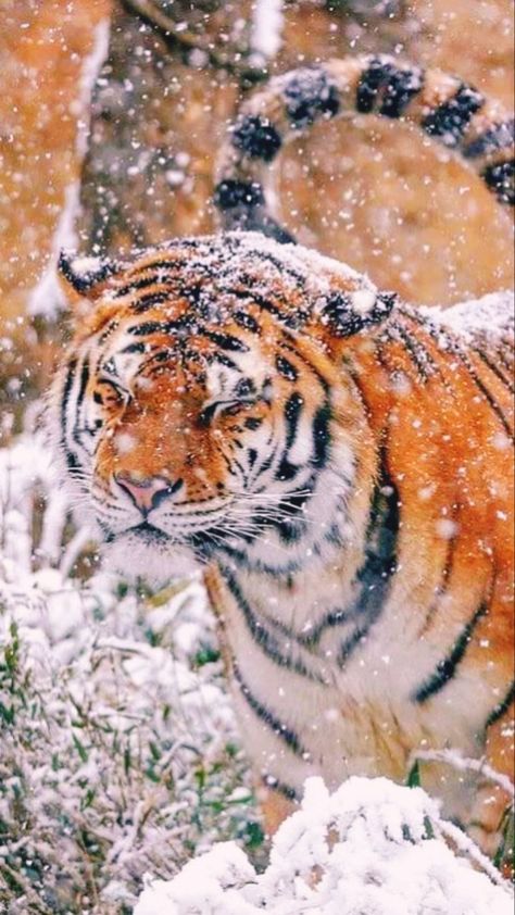 Zoo Wallpaper, Tiger Playing, Snow Tiger, Animal Wallpapers, Wallpaper Christmas, 5 Wallpaper, Tiger Pictures, Wallpaper Mobile, Siberian Tiger