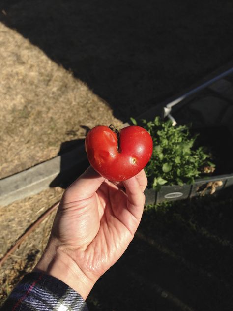 heart shaped tomato Cheese Ball, Heart Shapes, Festival, Photography