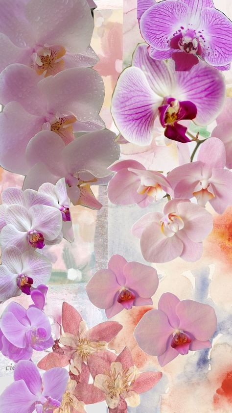 #flowers #orchid #collage #collageart Orchid Plants, Dress Aesthetic, Collage Art, Orchids, Collage, Plants, Flowers, Pins, Quick Saves