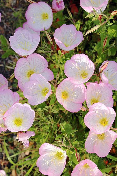 White Evening Primrose, Evening Primrose Plant, Prim Rose Flower, Pink Evening Primrose, Evening Flowers, Pink Primrose, Evening Primrose Flower, Primrose Plant, Primrose Flower