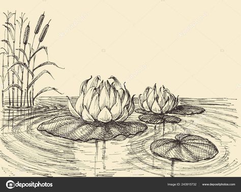 Water Lily Drawing, Pond Drawing, Lilies Drawing, Color Pencil Illustration, Water Drawing, Flower Art Drawing, Plant Drawing, Indian Art Paintings, Landscape Drawings