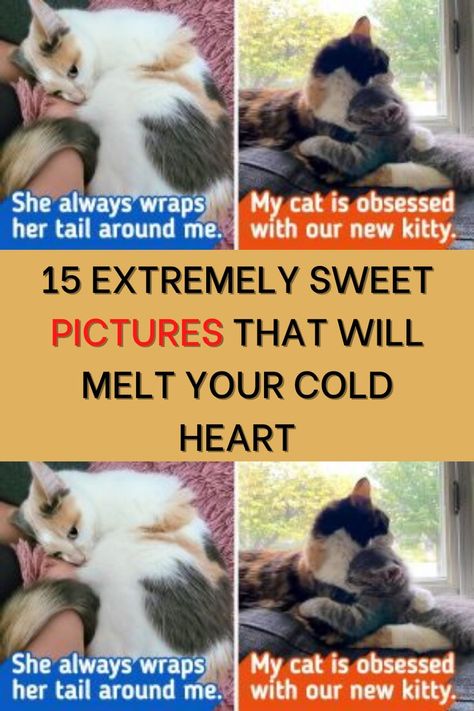 Parenting Comics, Cold Heart, Sweet Pictures, Sweet Pic, Disney Memes, Cat Photo, Four Legged, Bored Panda, Dog Pictures