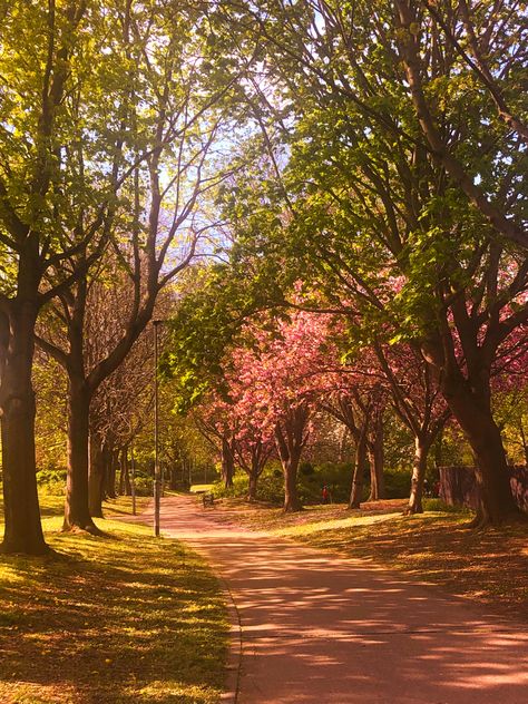 Japanese Park Aesthetic, Nature Park Aesthetic, Bright Aesthetic Pictures, Park Astethic, Brightness Aesthetic, Cherry Tree Aesthetic, Japan Nature Aesthetic, Cherry Blossom Tree Aesthetic, Cherry Blossom Field