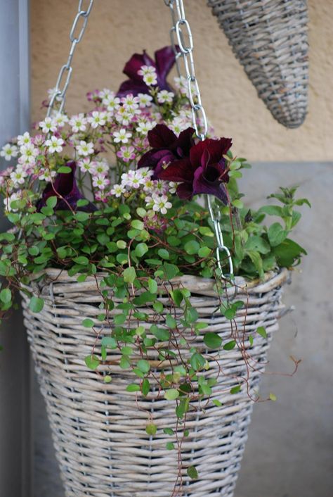 Muehlenbeckia - A Little Obsession | PITH + VIGOR by Rochelle Greayer Spring Planters, Wire Vine, New England Garden, Spring Planter, Container Garden Design, Clematis Vine, Container Gardening Flowers, Garden Makeover, Dark Burgundy