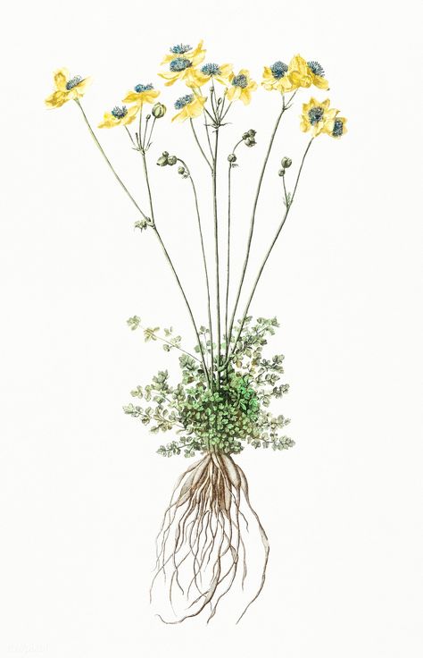 Yellow flowers with roots by Johan Teyler (1648-1709). Original from Rijks Museum. Digitally enhanced by rawpixel. | premium image by rawpixel.com Roots Illustration, Roots Drawing, Roots Tattoo, Game Room Wall Art, Free Illustration Images, Vintage Botanical Prints, Plant Painting, Dutch Artists, Vintage Botanical