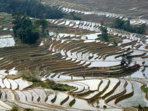 Terracing is an ancient farming practice that has allowed people to farm steep slopes in mountainous or hilly areas. Yulin Jia's photo of a terraced rice paddy in Yuanyang, China won the Landscape Ecology and Ecosystems category. Terraced Landscaping, Rice Paddies, China Photo, Rice Paddy, Ocean Shores, Rice Terraces, Visit Portugal, La Rive, Photo Competition