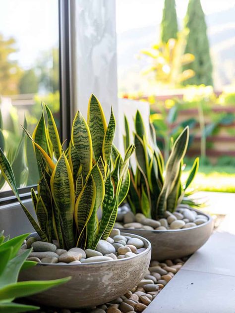 11 Hidden Snake Plant Care Hacks Every Plant Parent Should Know Snake Plant Decor, نباتات منزلية, Potted Plants Outdoor, Plant Decor Indoor, House Plants Decor, House Plants Indoor, Large Pots, Snake Plant, Small Backyard Landscaping