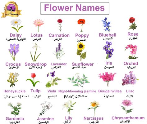 Learning Arabic Msa (fabiennem) | Learn English, Learning Flowers Name In English, Arab Language, Arabic Colors, Best Herbs To Grow, Flower Chart, Learn Arabic Online, Korean Words Learning, Learn Arabic Alphabet, Learning English Online