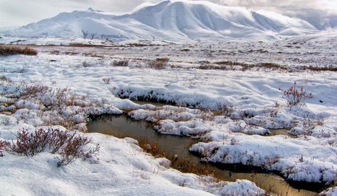 https://www.worldatlas.com/articles/what-and-where-is-the-tundra.html River Camp, Arctic Landscape, Arctic Tundra, Biome, Canvas Home, Natural Wonders, The Snow, Habitat, Alaska