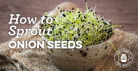 Microgreens Recipe, Onion Seeds, Onion Sprouts, Growing Sprouts, Growing Microgreens, Sprouting Seeds, Raw Foods, Health Smoothies, Food Garnishes