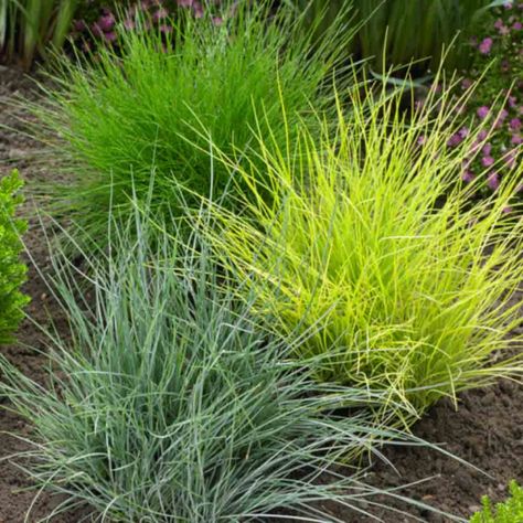 Garden Hillside, Carex Grass, Small Garden Inspiration, Fountain Grass, Backyard Inspiration, Ornamental Grasses, Perennial Plants, Shade Garden, Front Garden