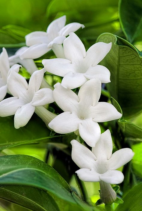 Hawaiian Wedding Flowers, White Lily Bouquet, Indoor Flowering Plants, Flower Identification, White Flower Farm, Flower Guide, Garden Angels, White Bridal Bouquet, Moon Garden