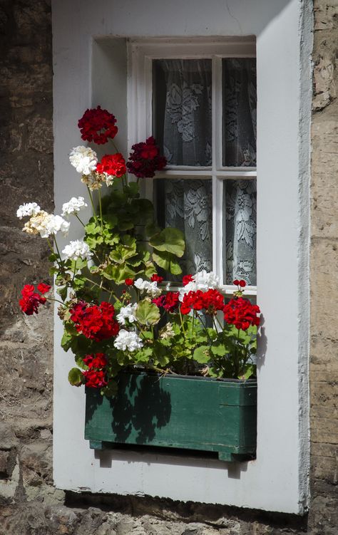 https://flic.kr/p/fzUvK7 | Colourful window box | A window box with red and white geranium flowers standing on a traditional window sill Flower Garden For Beginners, Garden Ideas Flower, Window Flowers, Garden For Beginners, Flower Garden Ideas, Window Box Flowers, Geranium Flower, Red Geraniums, Aesthetic Flower