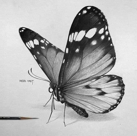 Perfect butterfly Still Life Pencil Shading, Realistic Hair Drawing, Butterfly Art Drawing, Butterfly Sketch, Pencil Drawings For Beginners, Realistic Sketch, Pencil Drawings Of Animals, Butterfly Artwork, A Level Art Sketchbook