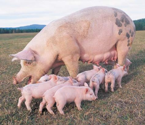 Animal Breeding, Pig Breeds, Raising Pigs, Micro Pigs, Pig Pictures, Pig Wallpaper, Pig Farming, Cute Piggies, Pet Pigs