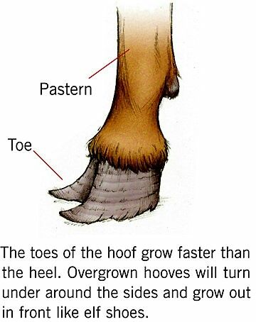 Goat leg anatomy Trimming Goat Hooves, Goat Hoof Trimming, Goat Hooves, Farm Animals Pictures, Leg Reference, Leg Anatomy, Goat Kidding, Elf Shoes, Animal Fun