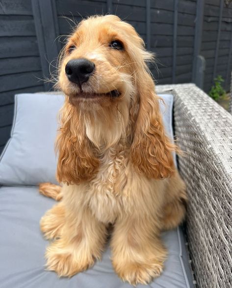 Working Cocker Spaniel, Spaniel Breeds, Cocker Spaniel Puppies, I Like Dogs, English Cocker, Cocker Spaniels, English Cocker Spaniel, Spaniel Puppies, Cute Little Puppies