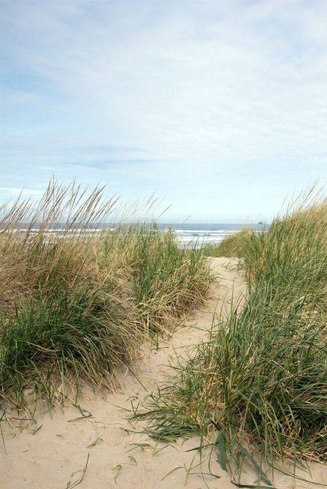 Patio Mural, Grass Painting, Beach Grass, Grasses Landscaping, Beach Watercolor, Sea Painting, Beach Living, Coastal Landscape, Beach Painting