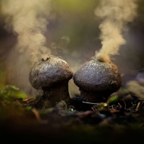 Common Puffball (Lycoperdon perlatum) / Vesse-de-loup perlée / Image by Georgi Georgiev from 35photo.pro Puffball Mushroom, Mushroom Spores, Slime Mould, Delete Image, Mushroom Fungi, Amazing Nature, Flower Drawing, Slime, Bulgaria