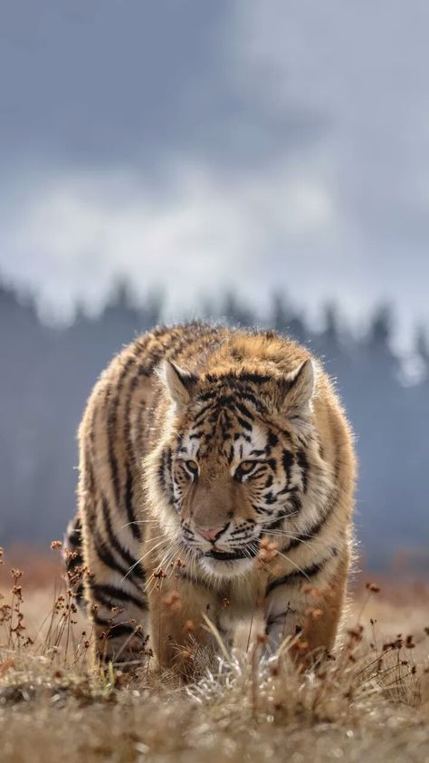 Ghost Face Wallpaper Aesthetic, Tiger Species, Save The Tiger, Walpapers Cute, Amur Tiger, Wild Animals Photography, Lion Photography, Africa Wildlife, Tiger Pictures