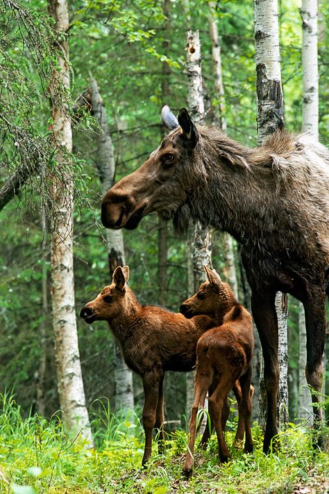 Moose twins and their mother...and to think some poor excuse for a human being takes pleasure in shooting them...tragic. Bear Pic, Moose Pictures, Hunting Tattoos, Wild Kingdom, Mule Deer, Manx, Baby Deer, Wild Life, Animal Planet