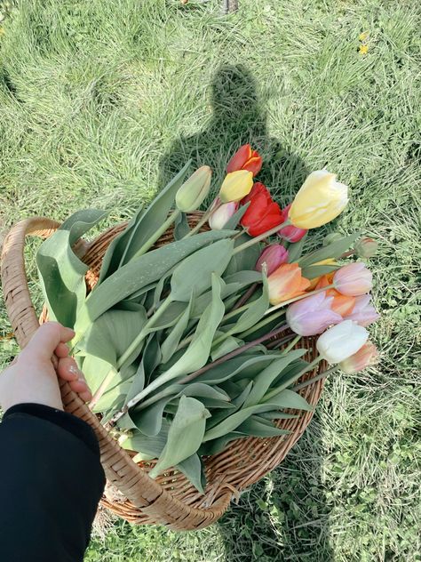 Basket with tulips I picked from a field Tulip Picking, Tulip Basket, Birthday Picnic, Tulip Festival, Spring Has Sprung, Love Flowers, Easter Baskets, Tulips, Harry Potter