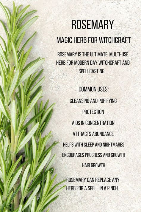 Rosemary Uses, Herb Meanings, Rosemary For Hair, Herbs For Protection, Witchcraft Magic, Magickal Herbs, Witch Herbs, Rosemary Plant, Witch Spirituality