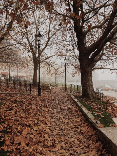 Free Dried Leaves Under a Tree on Park With Fogs Landscape Photography Stock Photo Free Fall Wallpaper, Beach Background Images, Cute Fall Wallpaper, Iphone Wallpaper Fall, Fall Background, Landscape Photography Nature, Beach Background, Background Wallpaper For Photoshop, Wallpaper For Your Phone