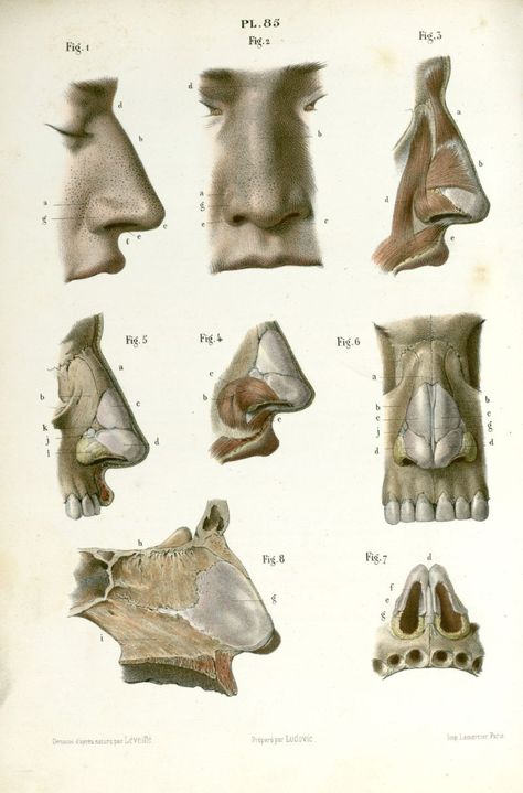 Anatomy Homework, Nose Structure, Human Nose, Anatomy Studies, Head Anatomy, Face Anatomy, Anatomy Sculpture, Nasal Cavity, Human Body Anatomy