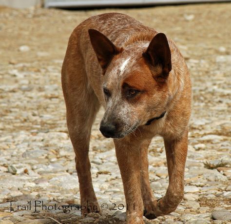 Looks so much like our Daisy!!! Red Healer, Red Heeler Dog, Queensland Heeler, Aussie Cattle Dog, Herding Dogs Breeds, Austrailian Cattle Dog, Red Heelers, Blue Heeler Puppies, Cattle Dogs Rule