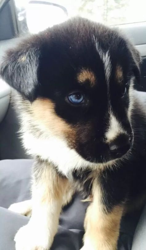 German Shepherd Husky Mix Puppy, Husky Lab Mix Puppy, Husky And German Shepherd, Gerberian Shepsky Puppy, Shepsky Puppy, German Shepherd Mix Puppies, Shepherd Mix Puppies, Gerberian Shepsky, German Shepherd Husky Mix