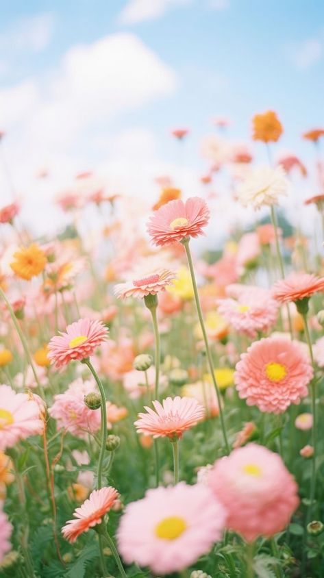 Summer flower field outdoors blossom nature. | free image by rawpixel.com Pretty Flower Field Aesthetic, Flowery Fields Aesthetic, Spring Iphone Wallpaper Aesthetic, Planner Wallpaper, Pink Field Of Flowers, Pink Flowers Field, Summer Flower Field, Spring Iphone Wallpaper, Pink Flowers Field Aesthetic