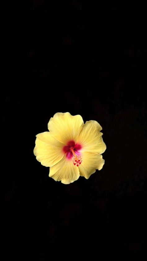 Yellow Hibiscus Flower, Yellow Flower Wallpaper, Flowers Black Background, Jelly Wallpaper, Yellow Hibiscus, Flower Icons, Simple Iphone Wallpaper, Flower Iphone Wallpaper, Iphone Black