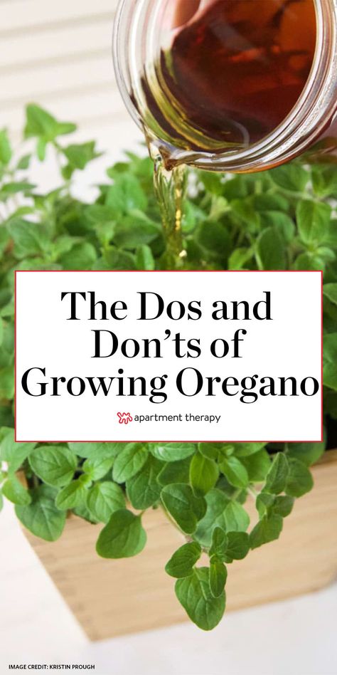 Growing Oregano Outdoors, Growing Oregano Indoors, Growing Oregano In A Pot, Harvesting Oregano How To, How To Grow Oregano, Oregano Plant Care, Oregano In Pots, Oregano Garden, Grow Oregano