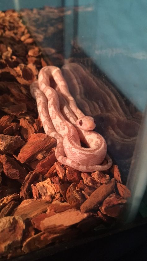 Opal Corn Snake, Strawberry Corn Snake, Corn Snakes Cute, Pet Corn Snake, Corn Snake Cute, Lavender Corn Snake, Lavender Snake, King Snakes, Snake Cute