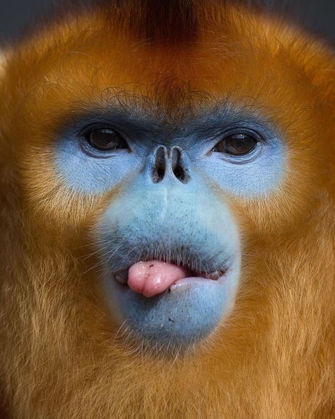 Mogens Trolle on Instagram: “FOCUS / The golden snub-nosed monkey from the mountains of Western China is one of the monkeys in the world that live in the socially most…” Funny Monkey Memes, Snub Nosed Monkey, Monkey Species, Monkey Memes, Orange Monkey, Golden Monkey, Pink Tongue, Wildlife Biologist, Gloomy Bear