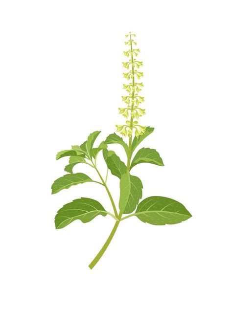 Tulsi Drawing, Tulsi Painting, Tulsi Tree, Tulsi Plant Aesthetic, Tulsi Plant Illustration, Tulsi Plant Photography, Ocimum Tenuiflorum, Tulsi Plant, Leaves Doodle