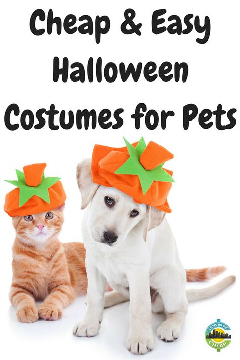 Easy Halloween costumes for pets. Dogs will even like these costumes. Easy Pet Costumes, Golden Retriever Halloween Costume, Cheap Easy Halloween Costumes, Dog Costumes Halloween Large, Golden Retriever Halloween, Diy Pet Costumes, Puppy Halloween Costumes, Diy Dog Costumes, Easy Diy Costumes