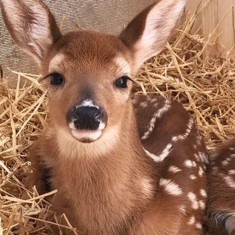 Fawn photo for reference for face paint etc. The Sundays, Spiritual Animal, Oh Deer, Silly Animals, Baby Deer, Life Goes On, Cute Creatures, Animal Photo, Cute Little Animals