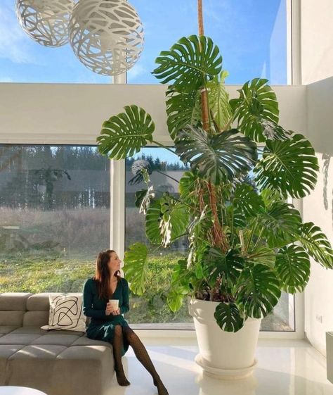 Monstera Plant Indoor, Big Leaf Plants, Big Indoor Plants, Indoor Tropical Plants, Green Oasis, Balcony Plants, Inside Plants, Best Indoor Plants, Plant Decor Indoor