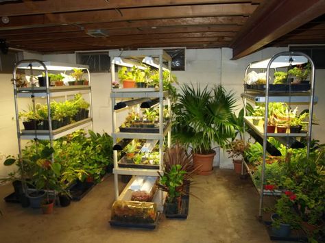 Basement With Lighted Garden : Grow Your Own Basement Garden Kids Veggies, Growing Food Indoors, Hydroponic Garden, Indoor Vegetables, Lots Of Plants, Garden Kids, Hydroponics Diy, Indoor Greenhouse, Hydroponic Growing