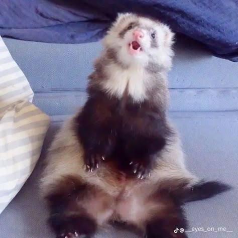 Cute Ferrets Videos, Ferret Stuffed Animal, Ferrets Aesthetic, Ferret Fursona, Fluffy Ferret, Ferret Pfp, Ferret Aesthetic, Ferret Cage Ideas, European Polecat