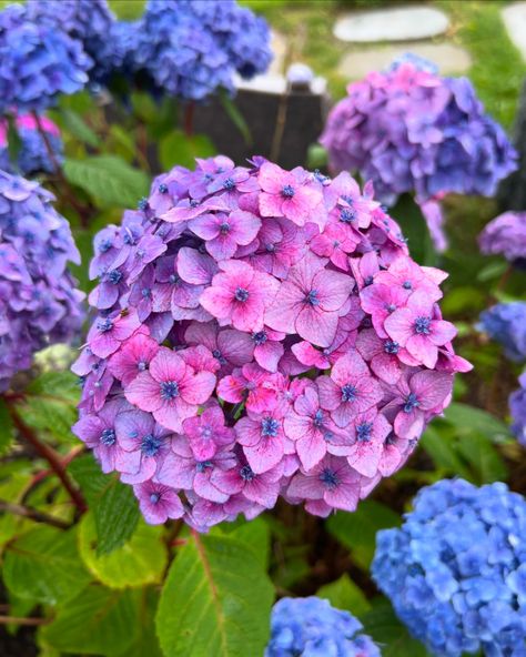 The most bountiful hydrangea season we’ve had… in years. So many hydrangea paintings in the works. I share my deep love for these flowers with you through my artwork and this season I have so much to share with you! Stay tuned for upcoming hydrangea original paintings 🩷💚💜💙🩵 Hydrangea Paintings, Hydrangea Season, Hydrangea Painting, Deep Love, The Works, Stay Tuned, Hydrangea, Original Paintings, To Share