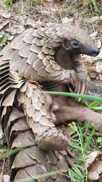 Pangolin Cute, Giant Pangolin, African Pangolin, Pokemon Project, Shine A Light, Veterinary Hospital, Endangered Animals, Let's Chat, Face Images