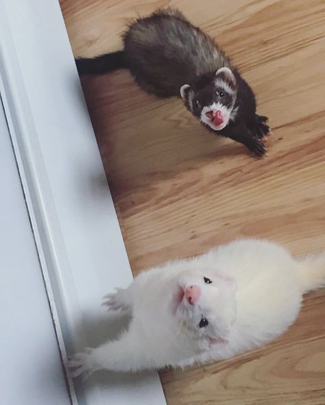 two little fuzzbutts #ferrets Two Ferrets, Panda Puppy, White Ferret, Baby Ferrets, Funny Ferrets, Ferret Cage, Otters Cute, Pet Ferret, Cute Ferrets