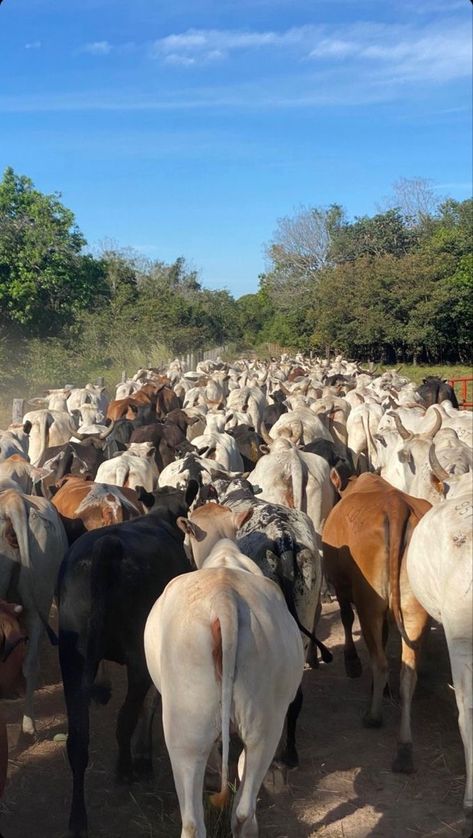 Farm Vision Board, Emakhaya Aesthetic, Farm Animals Aesthetic, Rancho Aesthetic, Farming Aesthetic, Agriculture Pictures, Foto Cowgirl, Cattle Farm, Africa Photography