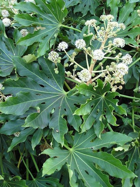 Shrubs for Areas With High Shade | HGTV Flowering Shrubs For Shade, Fatsia Japonica, Flowering Quince, Shade Shrubs, Hgtv Garden, Lawn Care Tips, Fast Growing Trees, Garden Shrubs, Wildlife Gardening