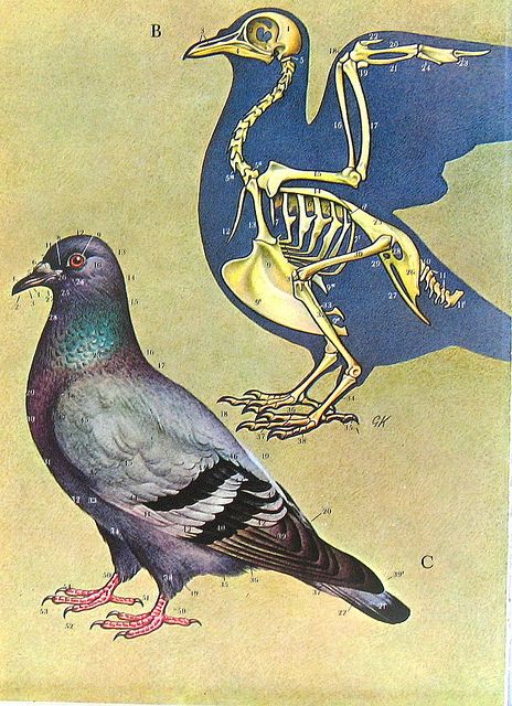 Birds 1972 Encyclopedia Print by ninainflorida, via Flickr Pigeon Anatomy Drawing, Bird Skeleton Art, Vet Radiology, Pigeon Skeleton, Pigeon Anatomy, Animal Structure, Anatomy Painting, Encyclopedia Illustration, Bird Anatomy