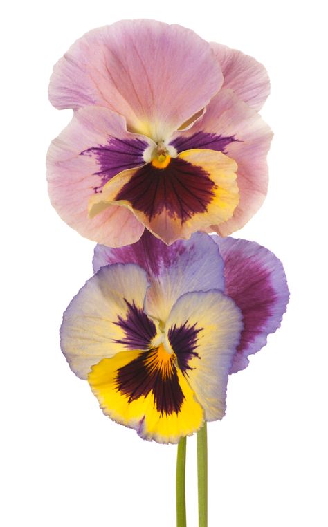 pansy Photo Flowers Photography, Plants Flowers Aesthetic, Photos Of Flowers Photography, Simple Flower Photography, Floral Reference, Panseys Flower Drawing, Beautiful Flower, Flower Digital Art, Colourful Flowers