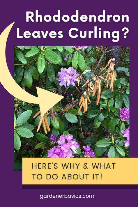 Your Rhododendron is more than just a plant, it's part of your home. When it's struggling with leaf curl, it can be a distressing sight. Learn what Rhododendron leaf curl means, how it affects your precious plant and how you can help it thrive with our comprehensive Rhododendron care tips. It is time to get your plant back on track- Get all the details on this common problem on the blog now. Rhododendron Companion Plants, Rodadendren Bush, Rhododendron Problems, Rhododendron Care, House Tree Plants, Garden Core, Rhododendron Plant, Gardening Herbs, Herbs Plants